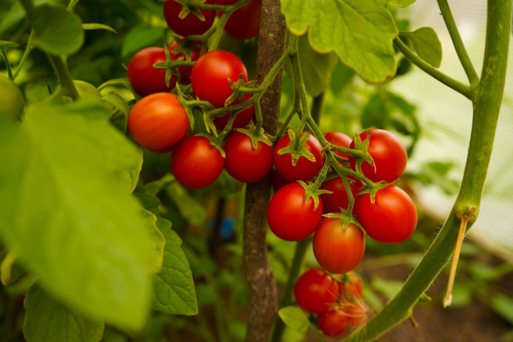 red cherry tomatoes on the vine