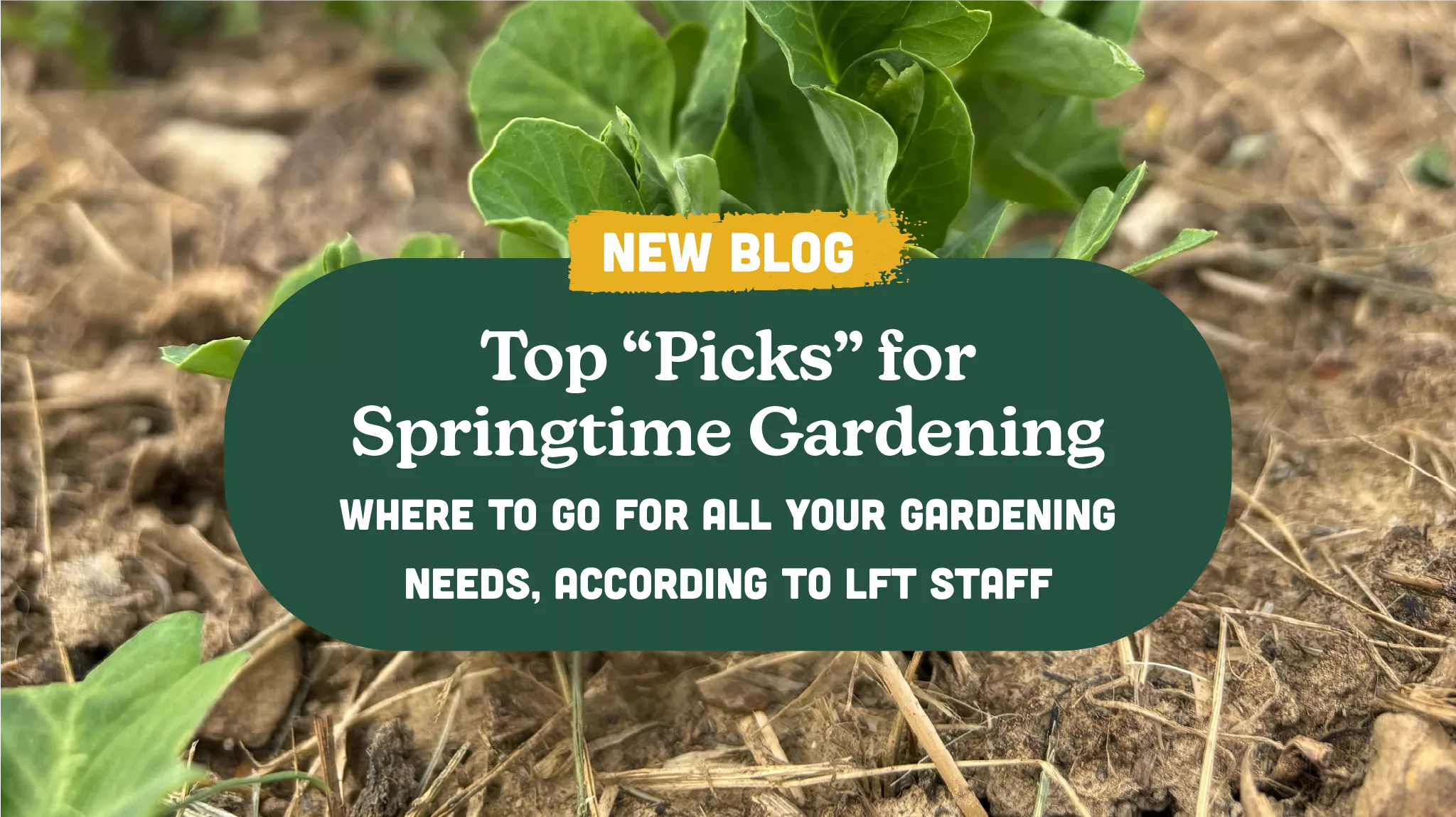 Top “Picks” for Springtime Gardening