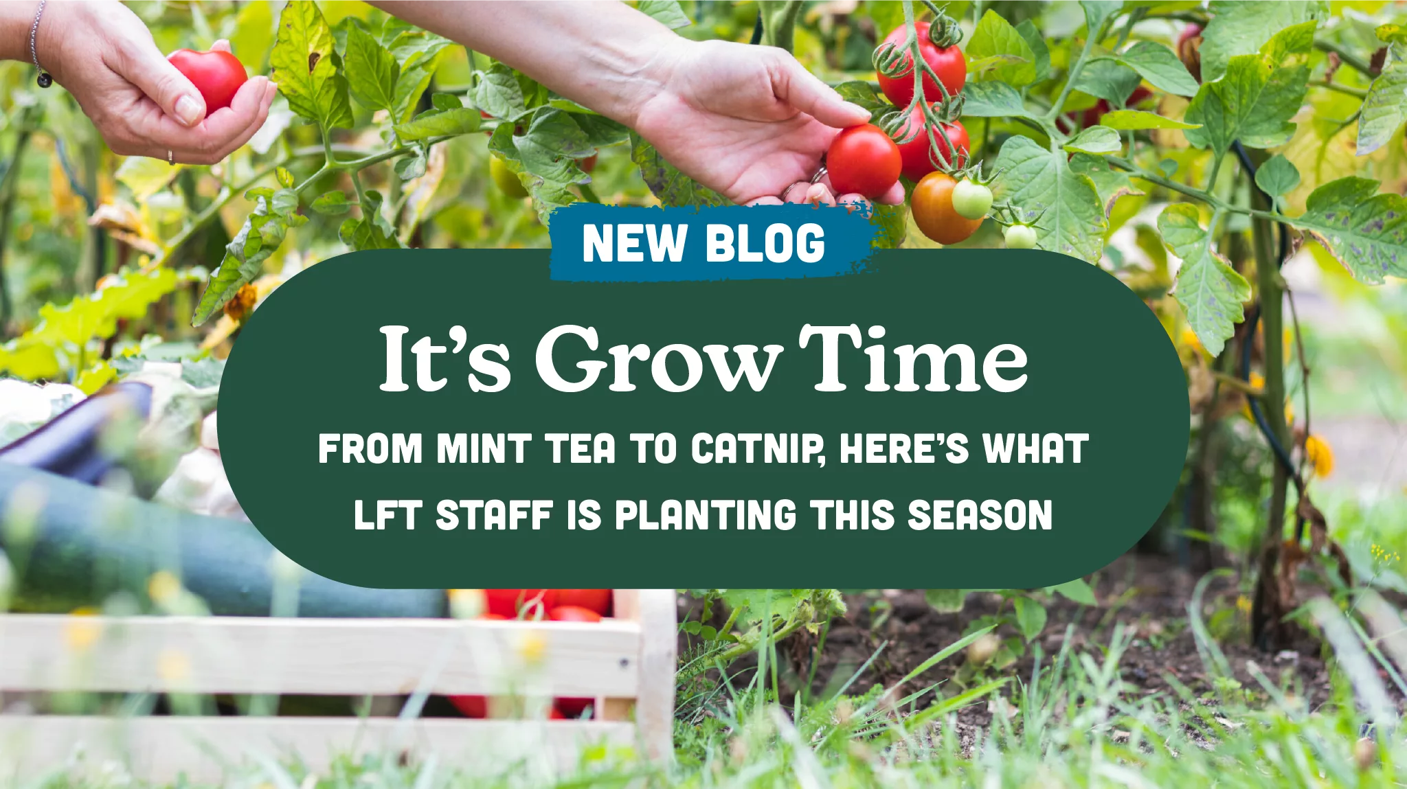 What We’re Planting at LFT