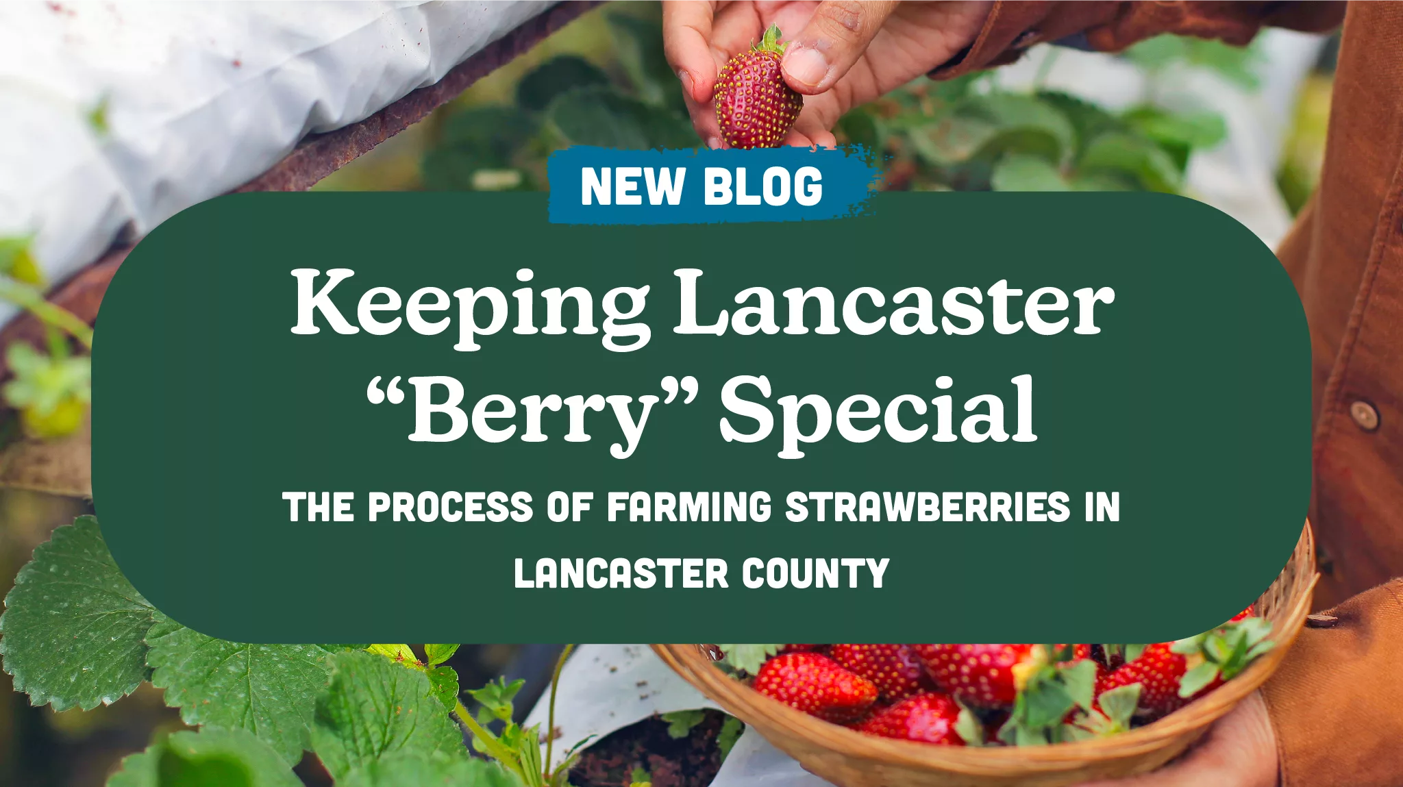 Keeping Lancaster “Berry” Special