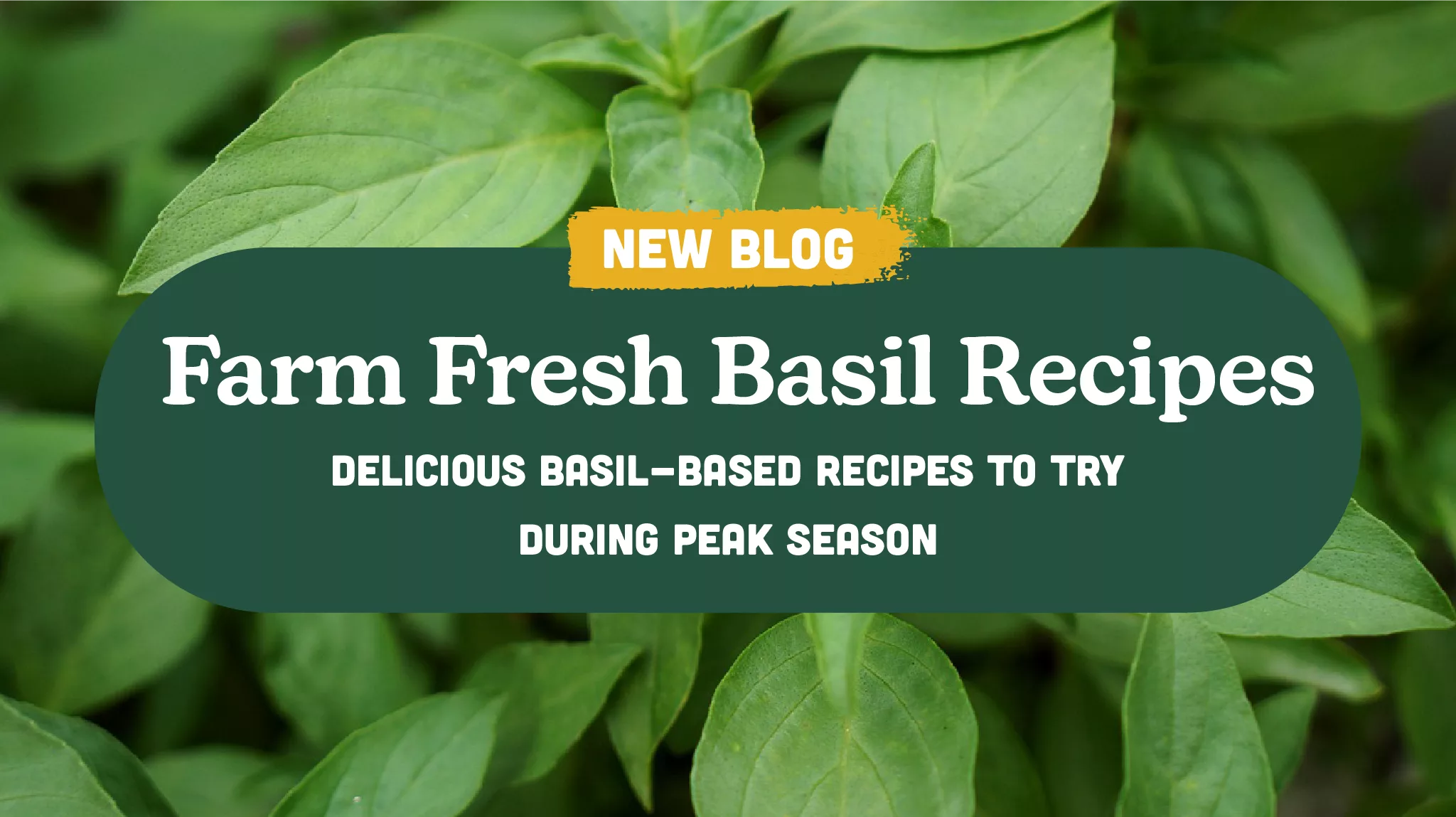Farm Fresh Basil Recipes