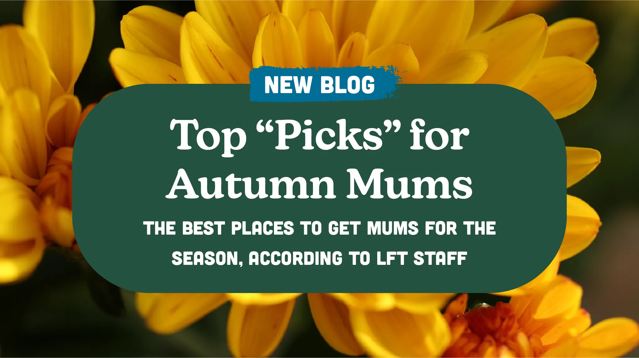 The Top “Picks” for Autumn Mums