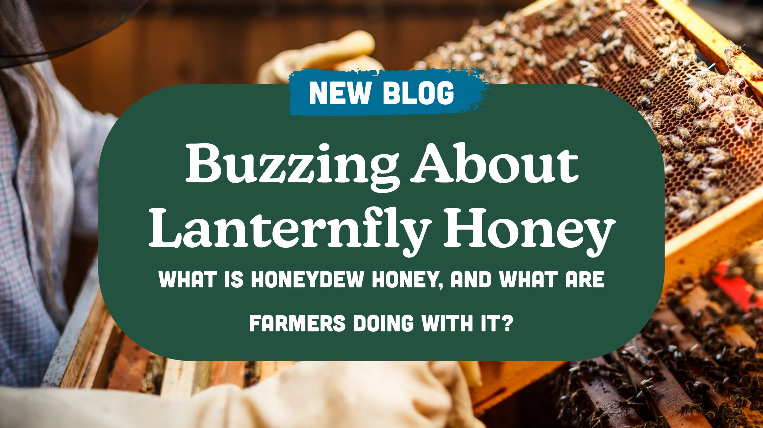 Buzzing About Lanternfly Honey