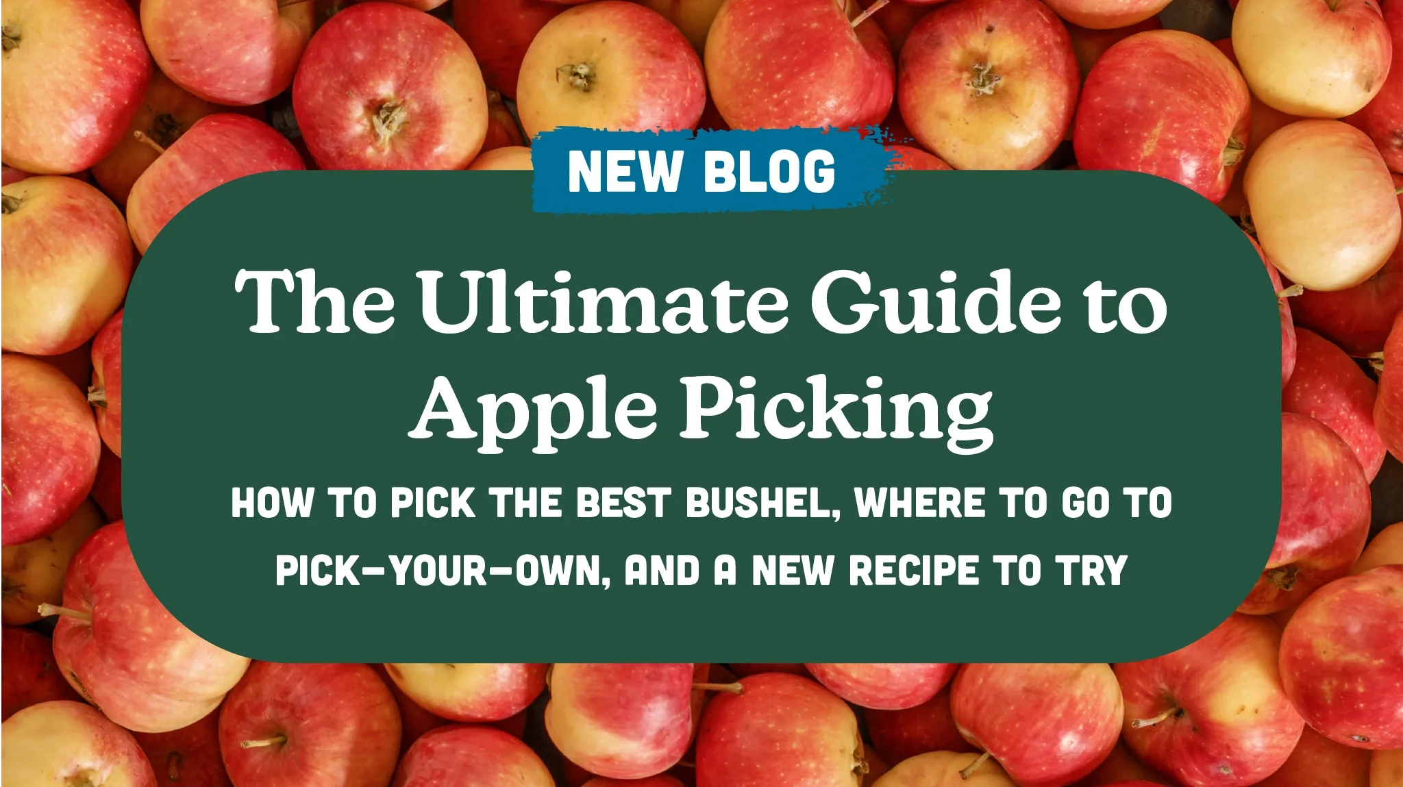 The Ultimate Guide to Apple Picking