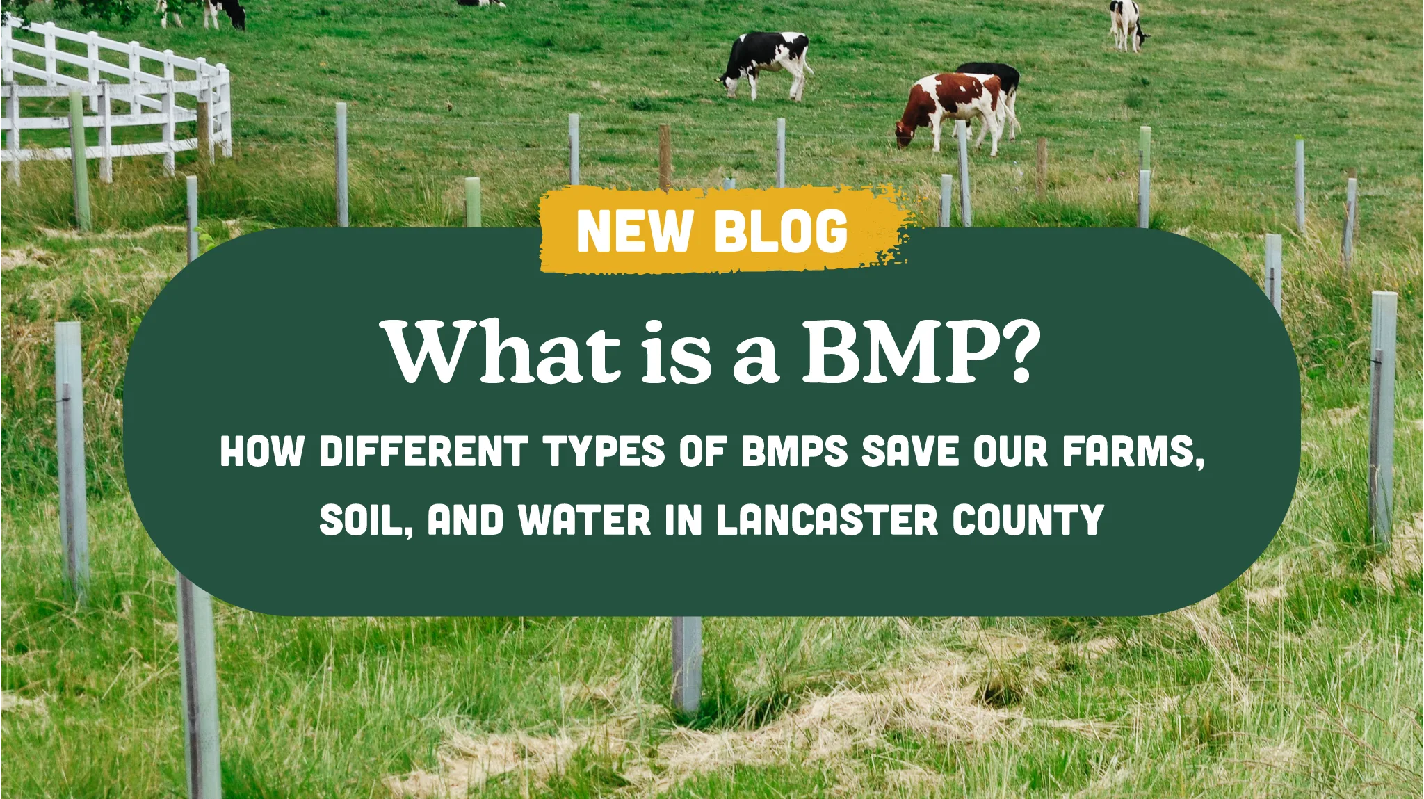What is a BMP?